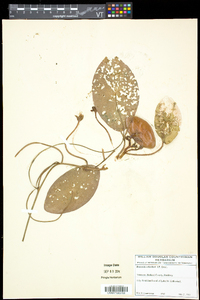 Brasenia schreberi image