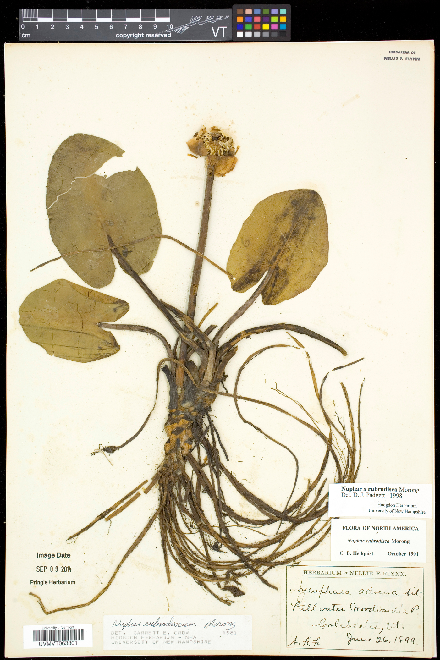 Nuphar rubrodisca image