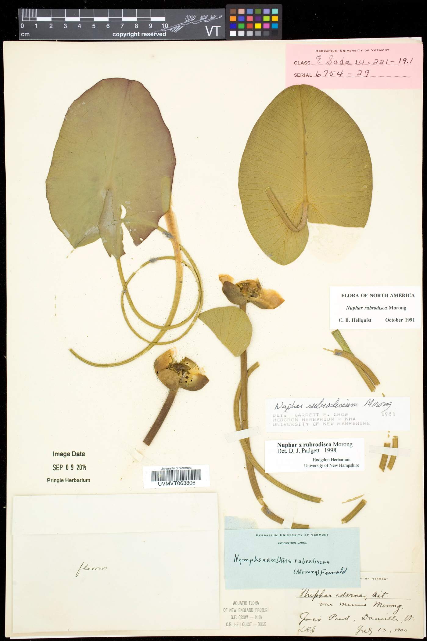 Nuphar rubrodisca image