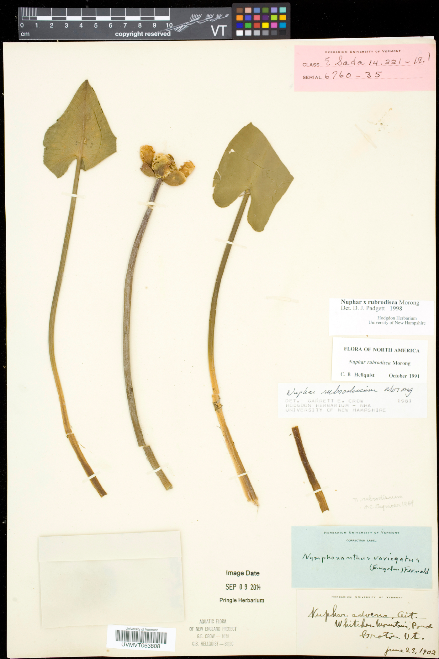 Nuphar rubrodisca image
