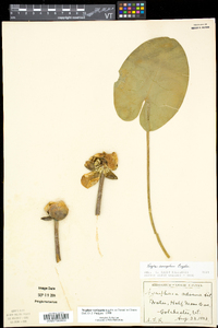 Nuphar variegata image