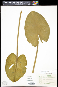 Nuphar variegata image