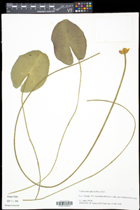 Nuphar microphylla image