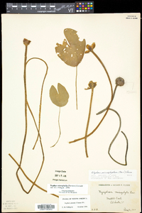 Nuphar microphylla image