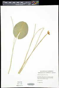 Nuphar microphylla image