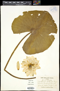 Nymphaea odorata subsp. tuberosa image