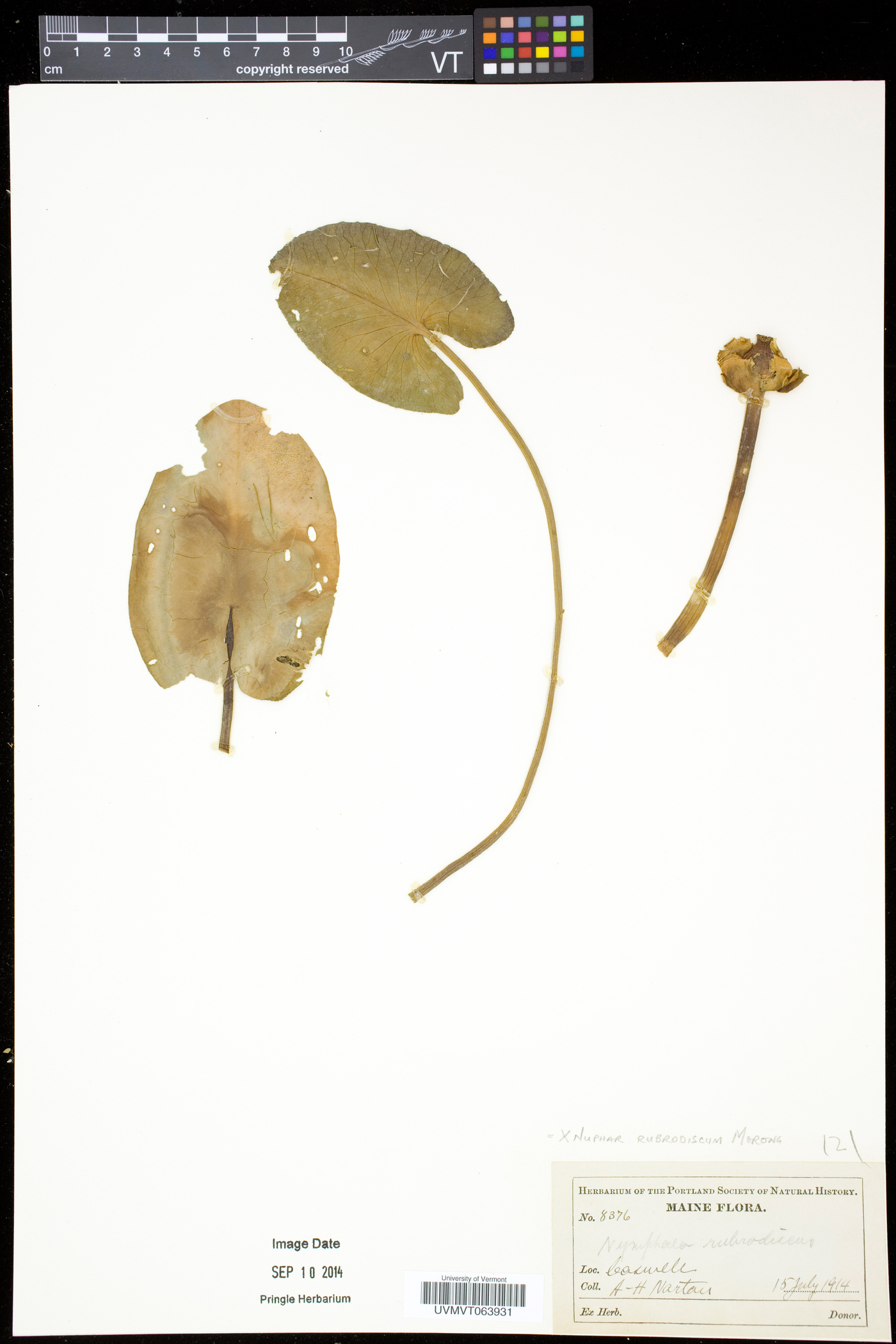 Nuphar rubrodisca image