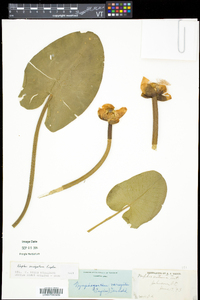 Nuphar variegata image