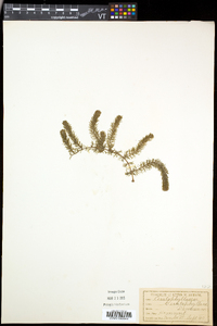 Ceratophyllum demersum image