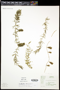 Ceratophyllum demersum image