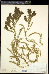 Ceratophyllum demersum image