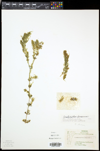 Ceratophyllum demersum image