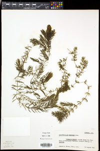 Ceratophyllum demersum image