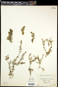 Ceratophyllum demersum image