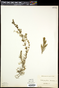 Ceratophyllum demersum image