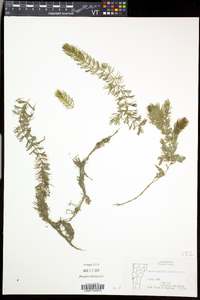 Ceratophyllum echinatum image