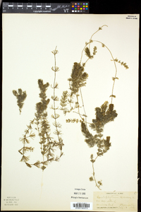 Ceratophyllum demersum image