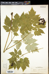 Actaea rubra image