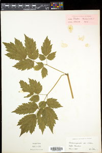 Actaea rubra image