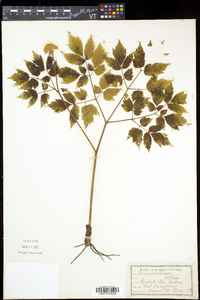 Actaea rubra image