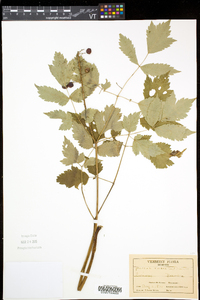 Actaea rubra image