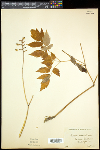 Actaea pachypoda image