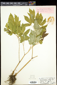 Actaea rubra image