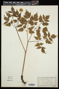 Actaea rubra image