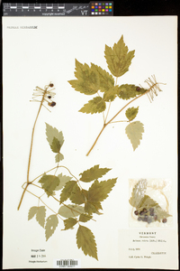 Actaea rubra image