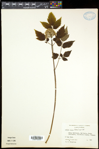 Actaea rubra image