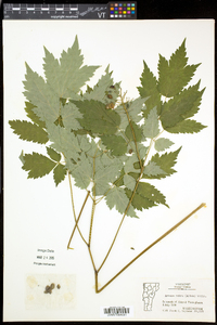 Actaea rubra image