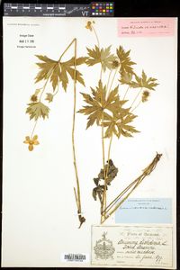 Anemone canadensis image