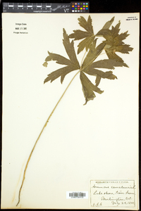 Anemone canadensis image