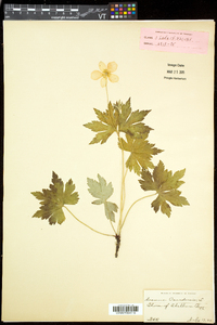 Anemone canadensis image