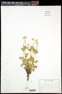 Anemone multifida image