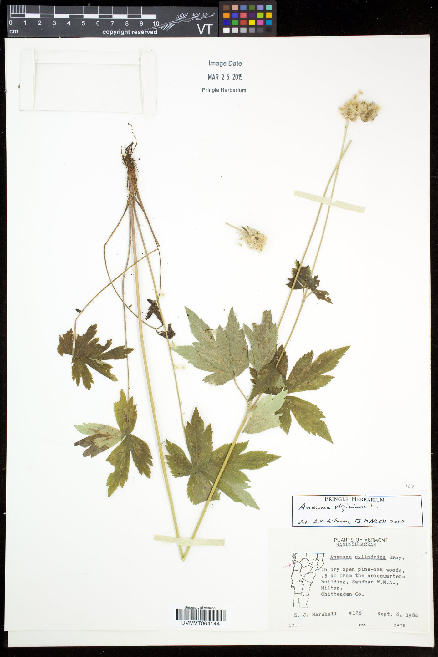 Anemone virginiana var. alba image