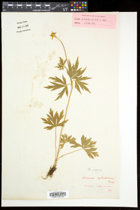 Anemone virginiana var. alba image