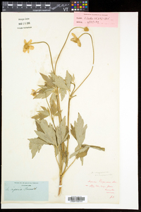 Anemone virginiana var. alba image