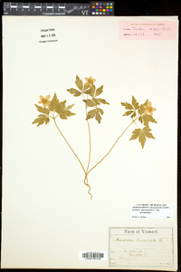 Anemone quinquefolia var. quinquefolia image