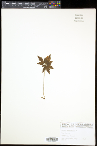 Anemone quinquefolia image