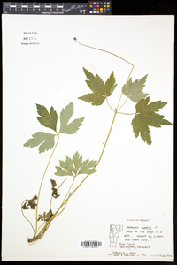 Anemone virginiana var. alba image