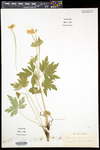 Anemone virginiana var. alba image