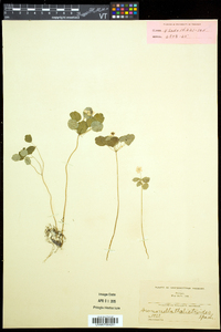 Thalictrum thalictroides image