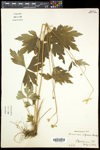 Anemone virginiana var. alba image