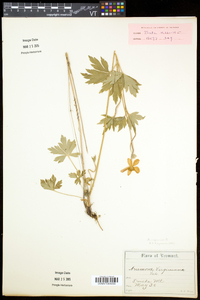 Anemone virginiana var. alba image