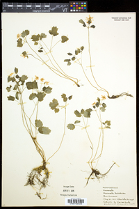 Thalictrum thalictroides image