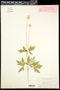 Anemone virginiana var. alba image