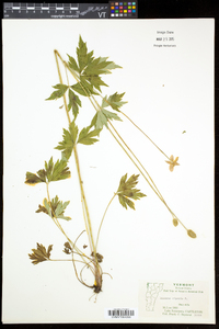 Anemone virginiana var. alba image