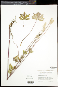 Anemone virginiana var. alba image