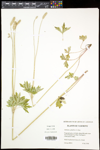 Anemone virginiana var. alba image